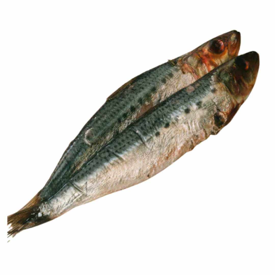 As Nature Intended – Frozen Pilchards 1kg