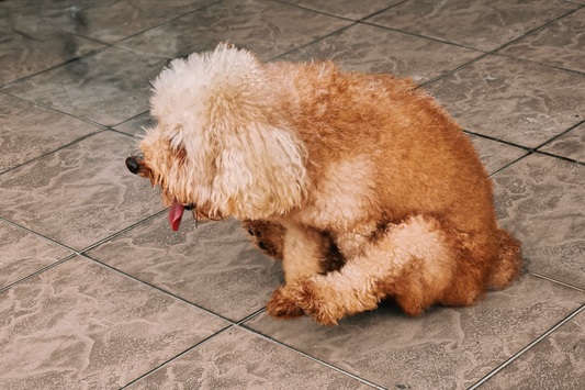 Understanding Anal Gland Issues in Dogs and Cats - By Dr. Karen Becker, DVM