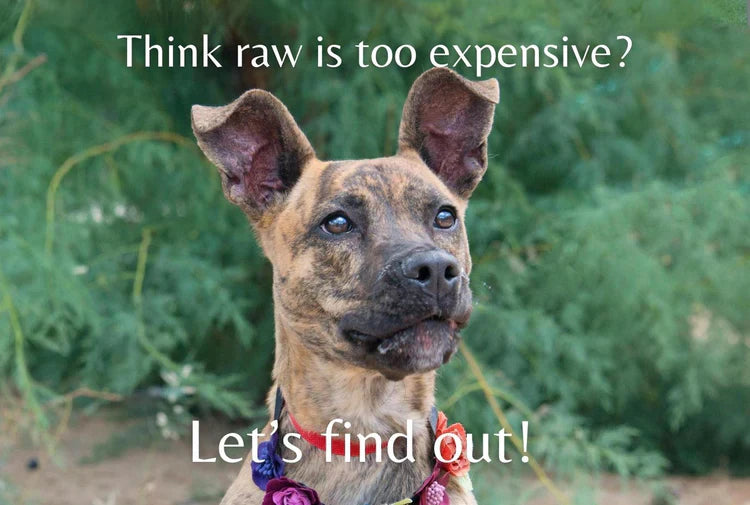 The Real Cost of a Raw Diet