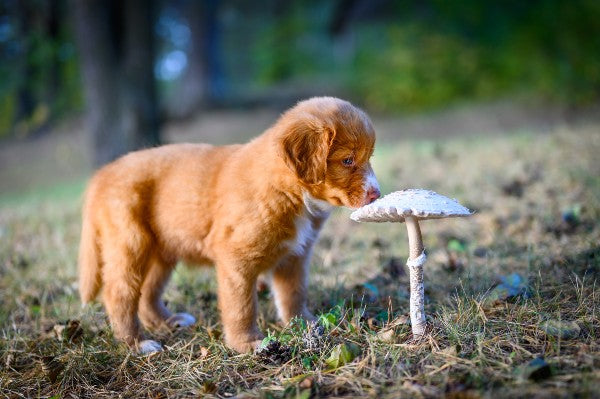 Are Mushrooms Good for Dogs? Insights for Pet Owners