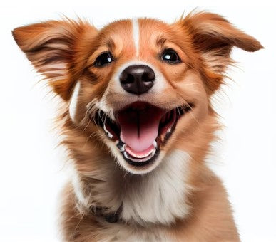 Unlocking the Secret to Your Dog's Happiness: The Surprising Connection Between Gut Health and Anxiety