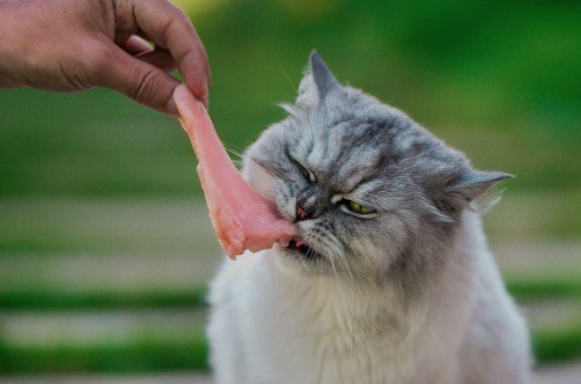 Complimentary meals for cats - Bracc Services