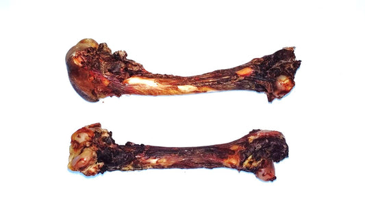 Dehydrated Femur Bone (Springbok) - Large - Single