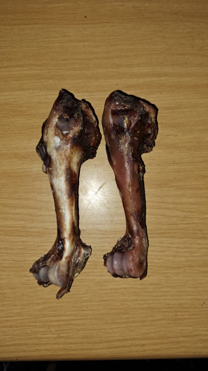 Radius Bones (Springbok) - Single