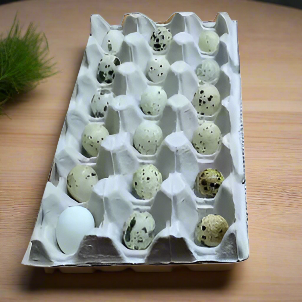 Quail Eggs (18 Eggs)