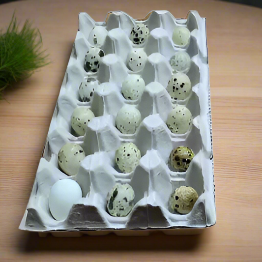 Quail Eggs (18 Eggs) (Whatsapp to order, ordered on demand for freshness)