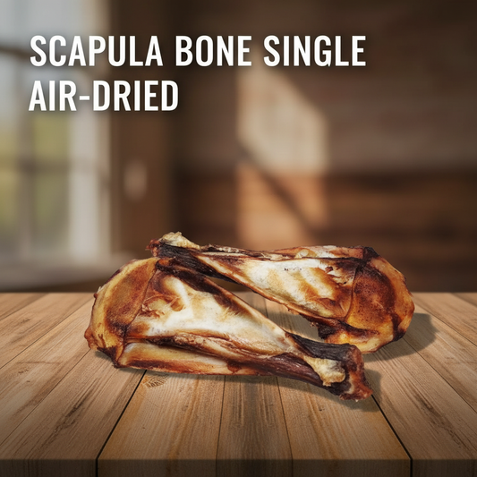 Scapula Bone Single - On Table