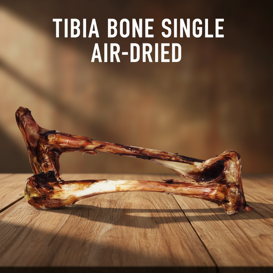 Tibia Bone Single - On Table