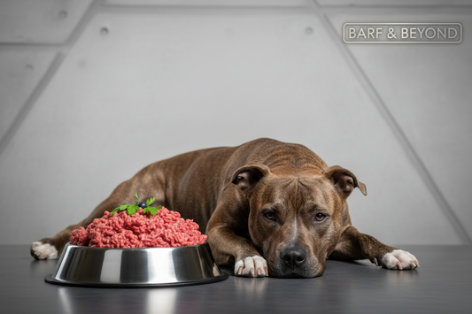 A brown and white pitbull-type dog sits behind a metal bowl filled with raw meat and blueberries, against a gray geometric wall. The BARF & BEYOND logo is visible in the top right corner.